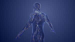 The lymphatic and venous system is a crucial part of the body and plays a role in maintaining fluid balance.